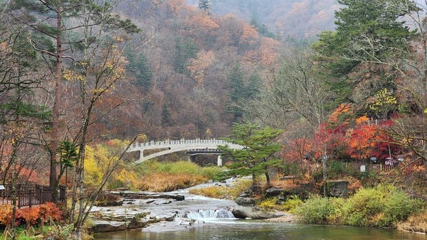 오대산 단풍