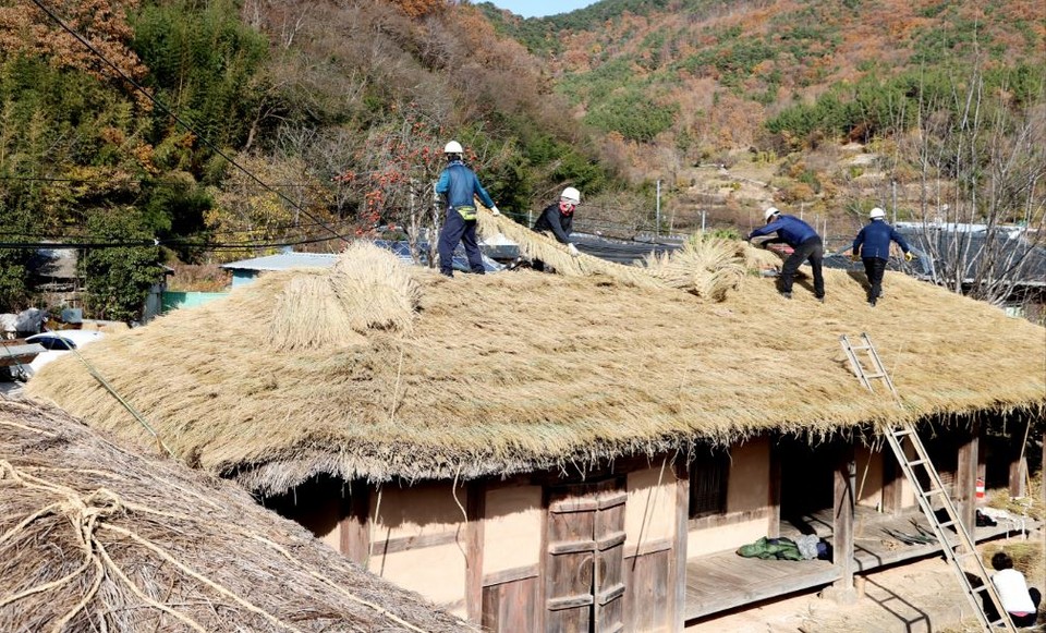 의령군 화정면 소재, 창녕조씨 종가인 조씨 고가 초가 지붕을 새 볏집으로 교체하는 이엉잇기 작업이 한창이다. [의령군 홍보팀 제광모씨 제공]